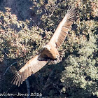 Griffon Vulture; Buitre Leonado