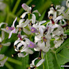 बकैन,  Lilac Tree, Pride Of India, White Cedar