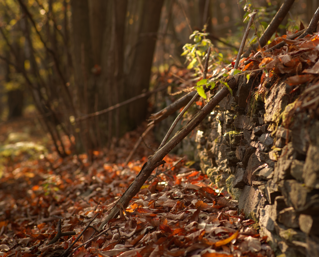 tristezza del bosco di i1rsv