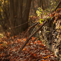 tristezza del bosco di 