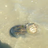 Horseshoe Crab