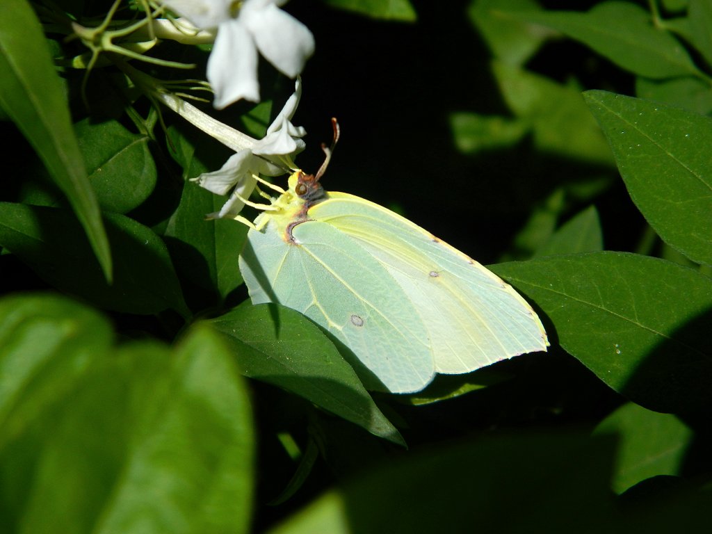 Cleopatra butterfly (Κλεοπάτρα)