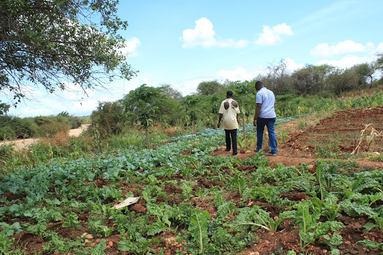 Farmers walking past a vegetable plantation which was previously occupied by pepper but due to lack of market, they had to change their crop line