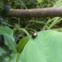 brassy leaf beetle