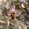 Late Spider-Orchid