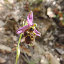 Late Spider-Orchid