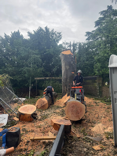 Tree surgery Guildford 