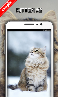 Kitten Wallpapers(圖3)-速報App