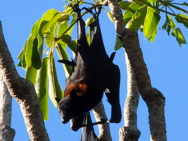 Grey Headed Flying Fox