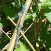 Northern Bluet