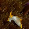 Nudibranch