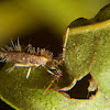 Springtail