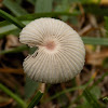 Pleated Inky Cap