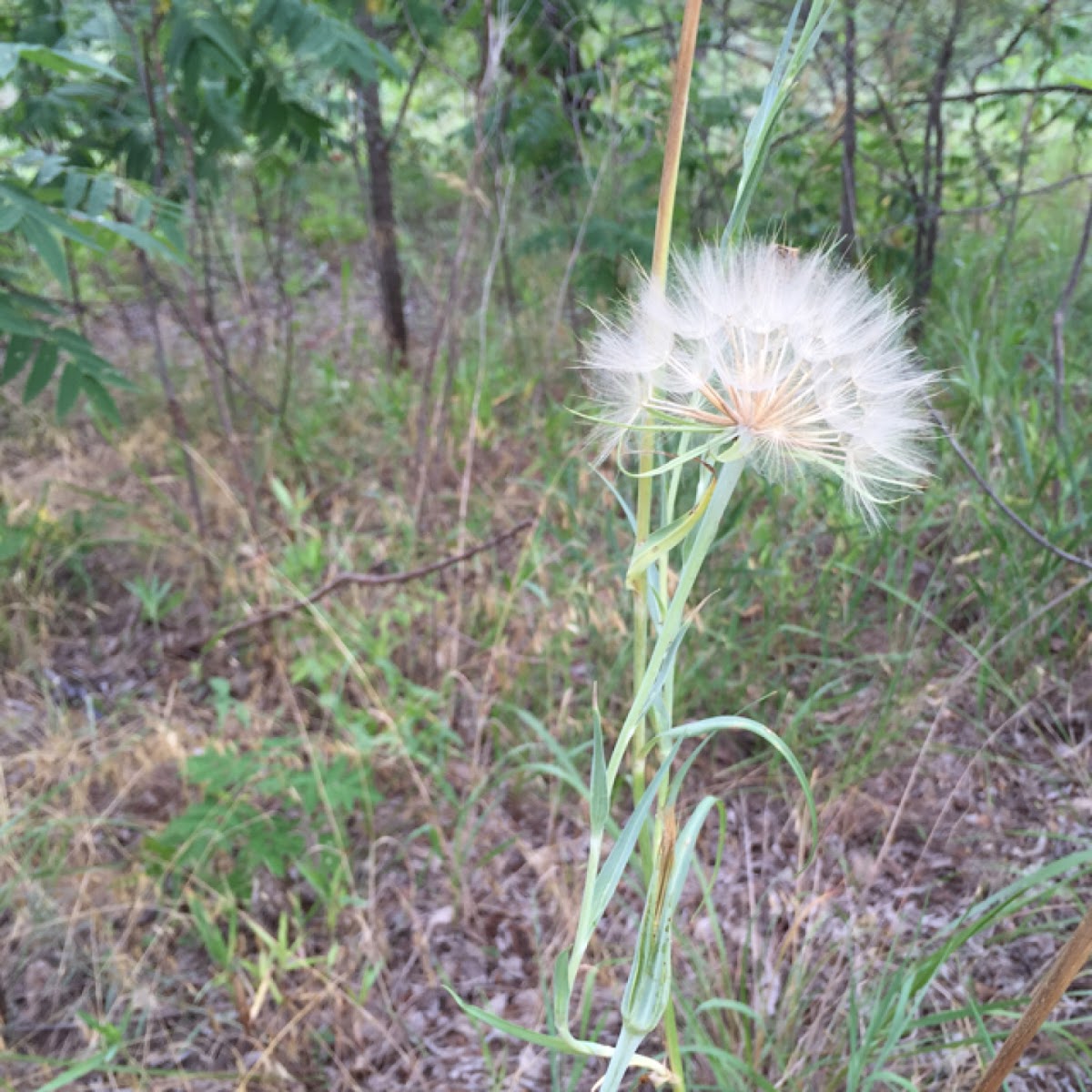 Goats beard