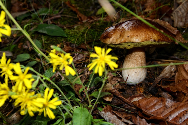 Prodotti d'ottobre di eneemha