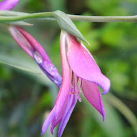 Flora delle Montagne di 