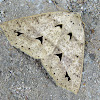 Pysra Moth