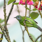 Chloropsis hardwickii -female 橙腹葉鵯