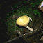 Yellow Cup Fungus