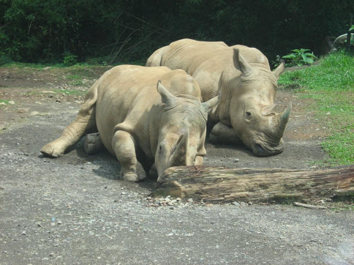 White Rhinos Wallpaper Images