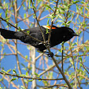 Red Wing Black Bird