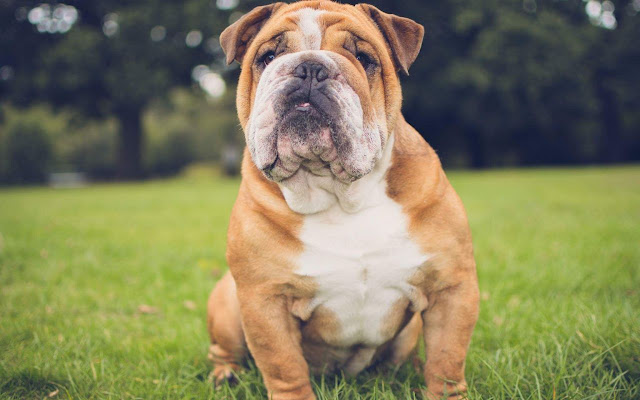 British Bulldog Themes & New Tab