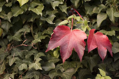 tra il verde di alvise