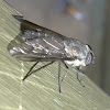 Tabanid fly