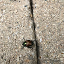 Japanese Beetle