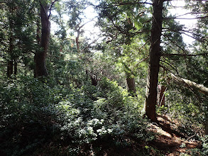 灌木の中の踏み跡を進む