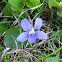 Common blue violet