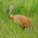 Sandhill Crane