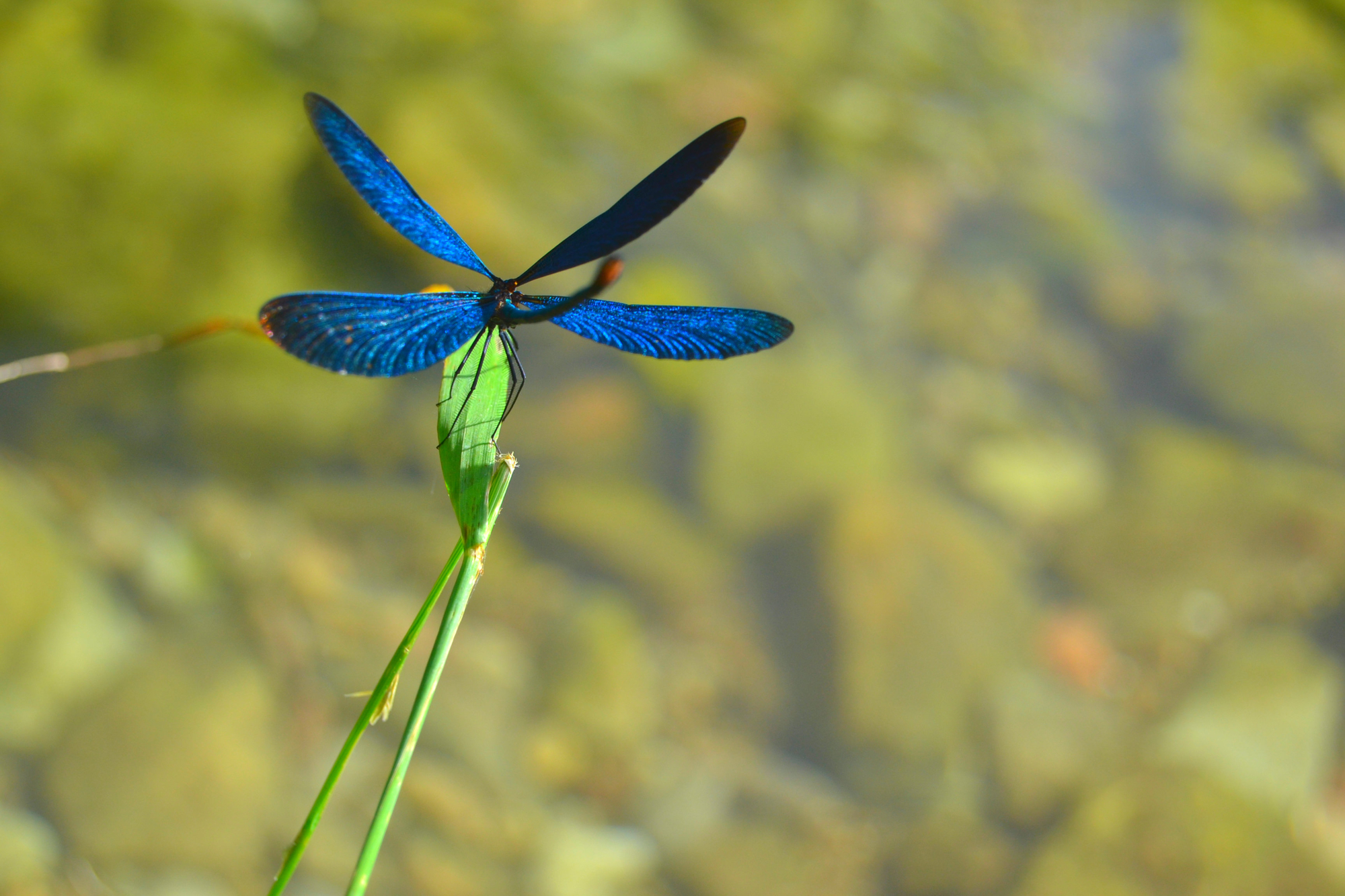 dragonfly di roxanarotaru22