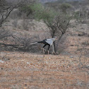 Secretarybird