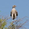 Brown Falcon