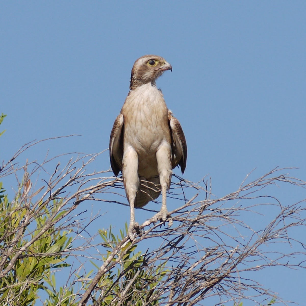 Brown Falcon