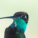 Rivoli's Hummingbird