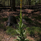 Common Mullein