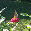 Common Buckeye