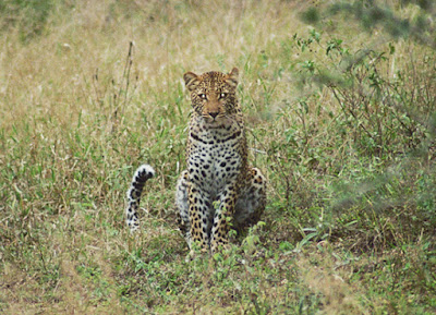 Leopardo nel kruger di pima