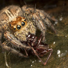 Jumping Spider