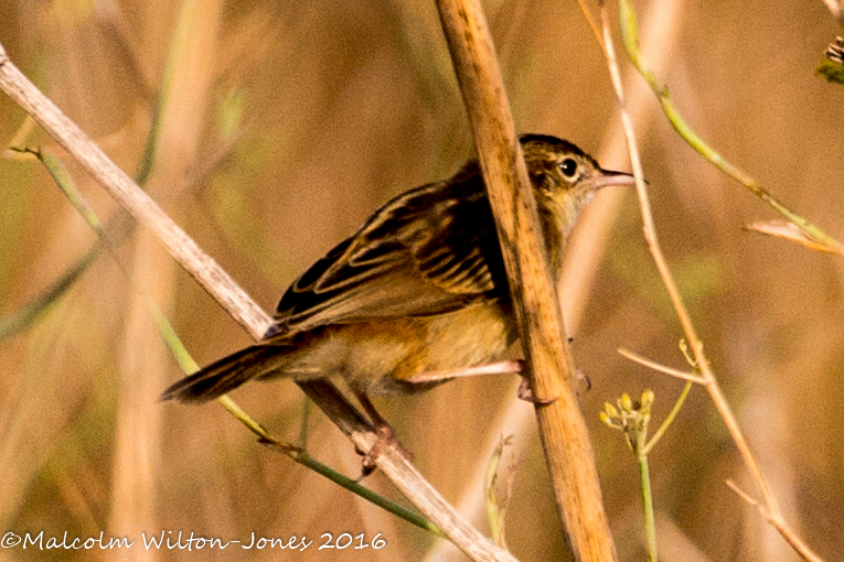 Zitting Cisticola; Buitrón