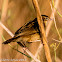 Zitting Cisticola; Buitrón