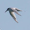 Sandwich Tern; Charrán Patinegro