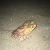 Sapo / Toad