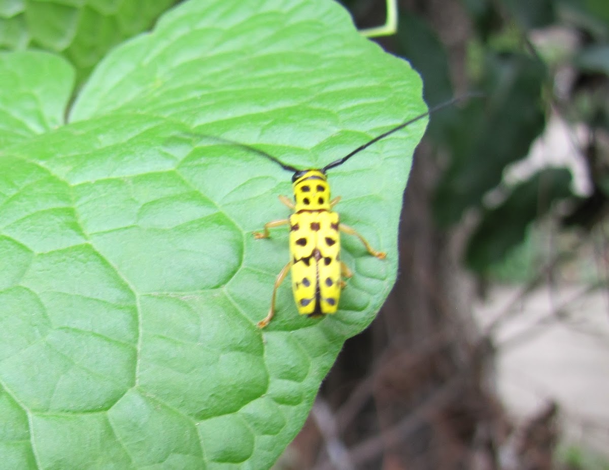 Flat-faced Longhorn Beetle