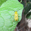 Flat-faced Longhorn Beetle