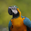 Blue and Yellow Macaw