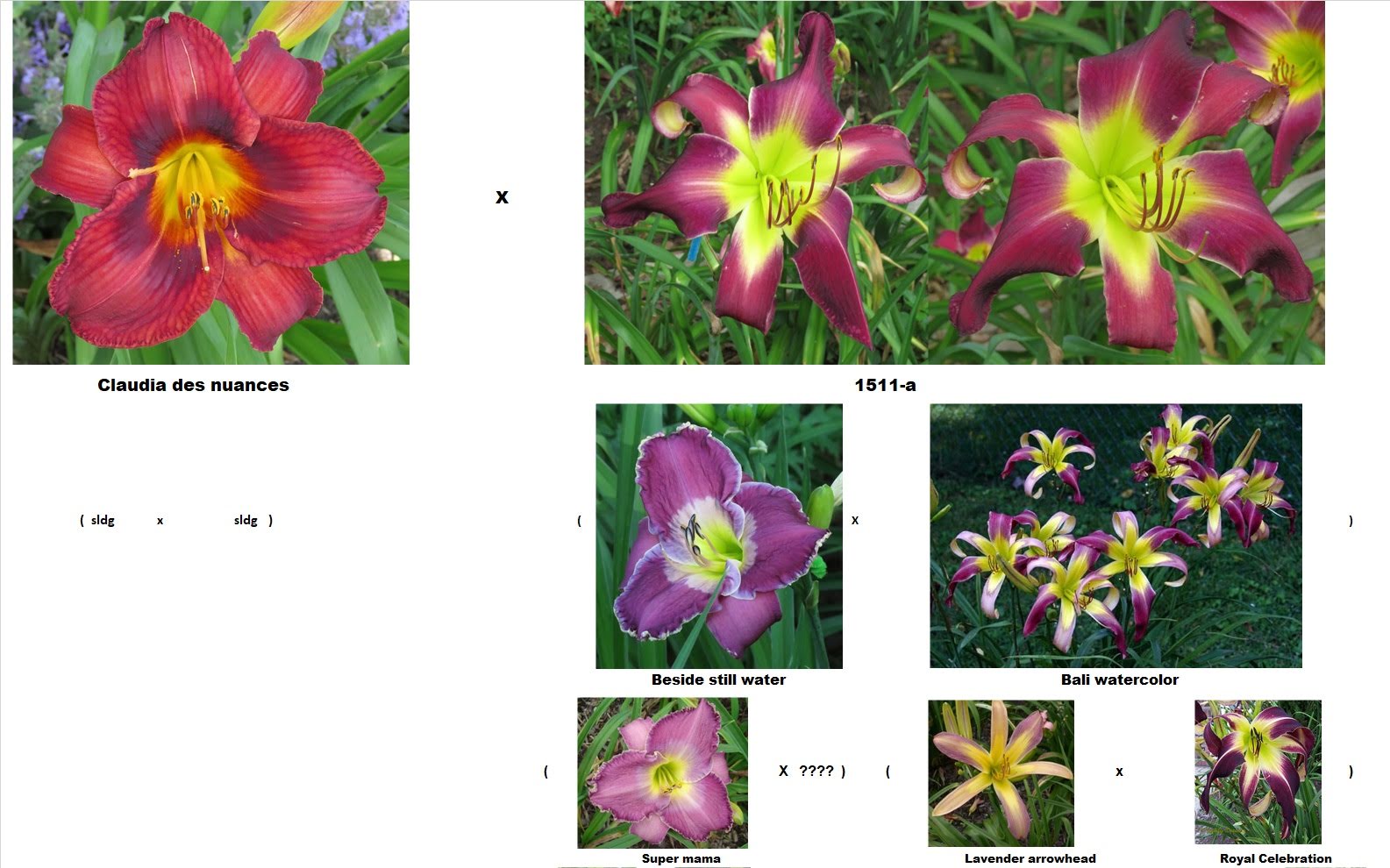 Les hybridations de 2018 chez grigri (semées en 2019) - Page 2 OPcgq7c-jSkvzWm6qaWfU7gkBsF6psOsd-8L7fZglwH6MYU3OlNWupKFCvQsqQd9DhwovqiMOTE1aoeTiiL_U7VZV4eUQXl4r4qjtN5CY82TR7HmCI0fMAIJCBt9eoovavNVoxFYdJM=w2400