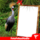 African Crowned Crane Insta DP Install on Windows